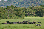 Zebras and African Buffalo in the national park
