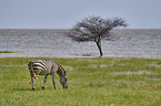 Zebra in the national park
