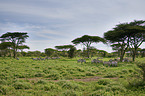 Zebras in the national park