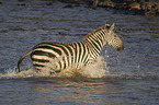 Zebra in the water