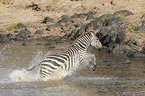 running Zebra