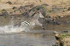 running Zebra