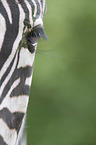 Zebra eye