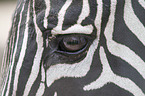 Zebra eye