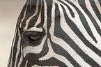 Zebra eye