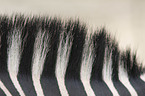 Zebra mane