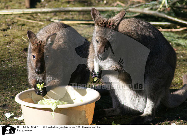 kangaroos / MH-01047