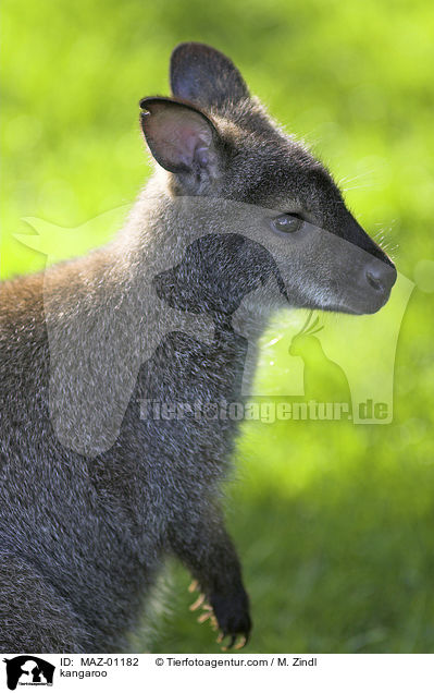Knguru / kangaroo / MAZ-01182