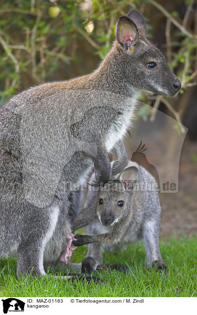 kangaroo / MAZ-01183