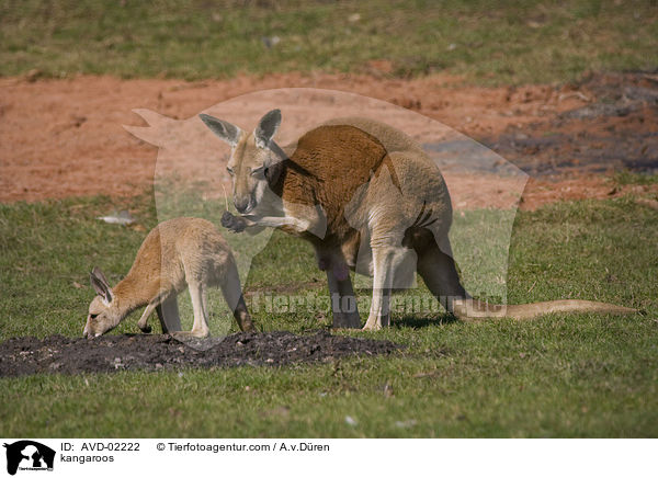 kangaroos / AVD-02222
