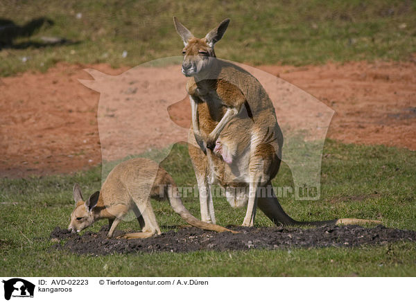 kangaroos / AVD-02223