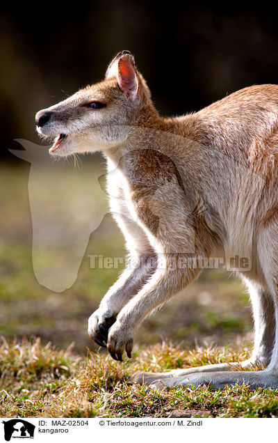 kangaroo / MAZ-02504