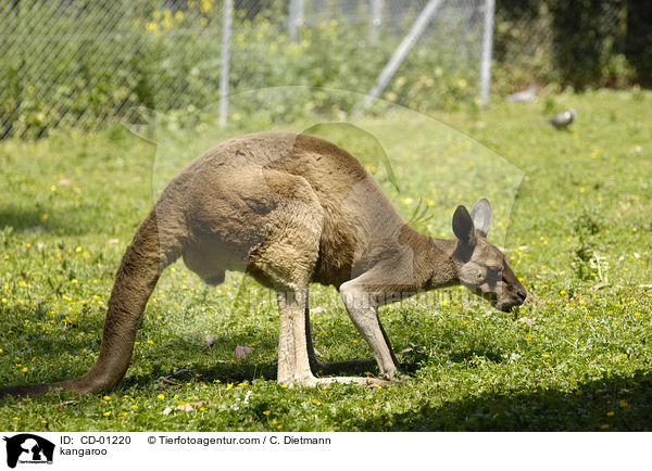 kangaroo / CD-01220