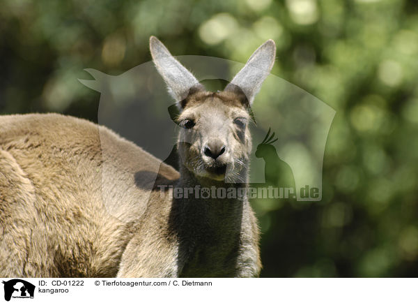 Knguru / kangaroo / CD-01222