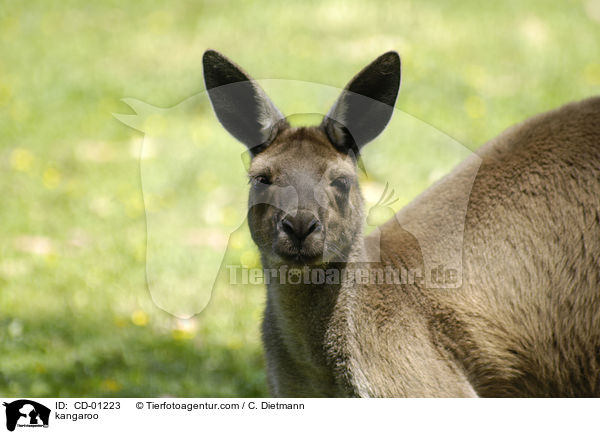 kangaroo / CD-01223