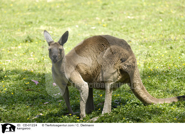 kangaroo / CD-01224