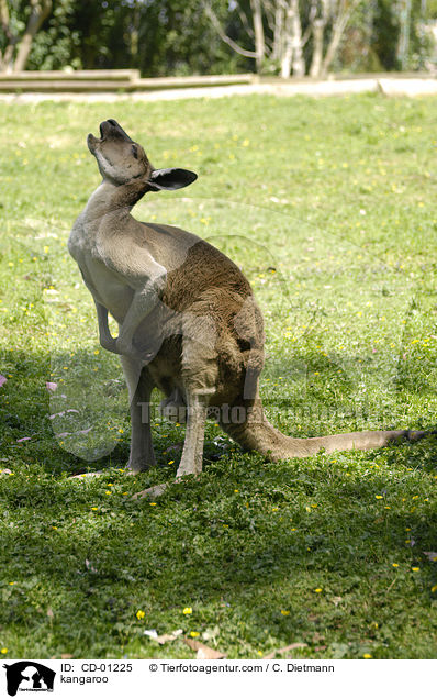 Knguru / kangaroo / CD-01225