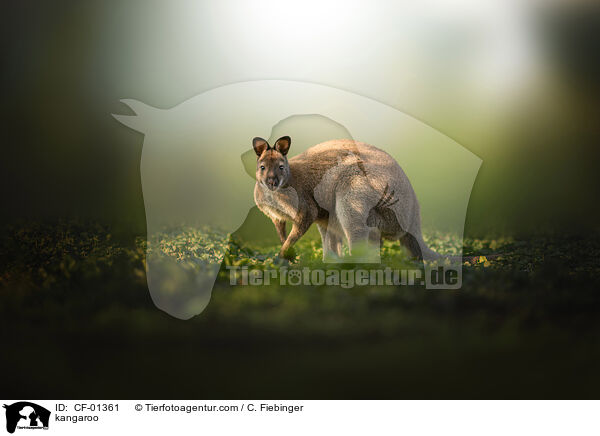 kangaroo / CF-01361