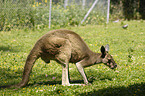 kangaroo