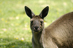 kangaroo