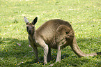 kangaroo