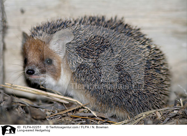 Eigentlicher Langohrigel / Long-eared Hedgehog / FLPA-02251