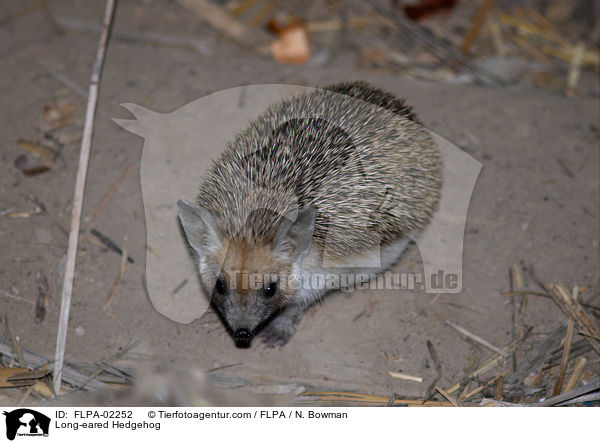 Long-eared Hedgehog / FLPA-02252