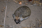 Long-eared Hedgehog